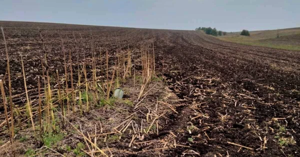 У полі Миколаївської області виявили бойову частину безпілотного літального апарата та касетний боєприпас, які були знищені спеціалістами з вибухотехніки.